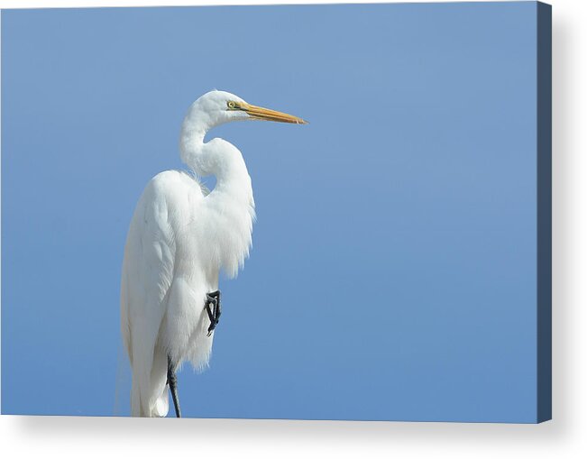 Great Egret Acrylic Print featuring the photograph Poised #1 by Fraida Gutovich