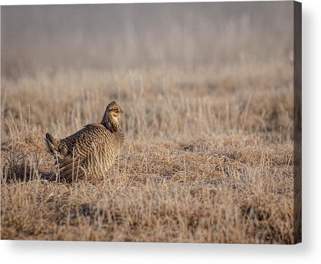 Wisconsins Prairie Chicken Acrylic Print featuring the photograph Prairie Chicken 8-2015 #1 by Thomas Young