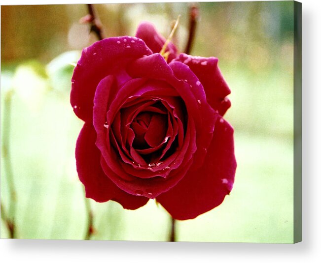 Red Rose Acrylic Print featuring the photograph Red Rose #1 by Martina Fagan