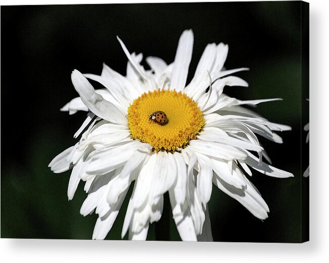 Photograph Acrylic Print featuring the photograph Shasta Daisy with Ladybug in Watercolor II #1 by Suzanne Gaff