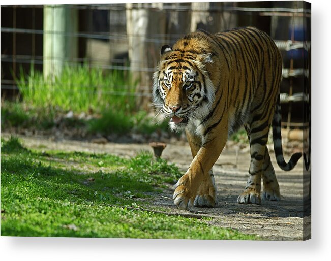 Sumatran Tiger Acrylic Print featuring the photograph Sumatran tiger #2 by JT Lewis