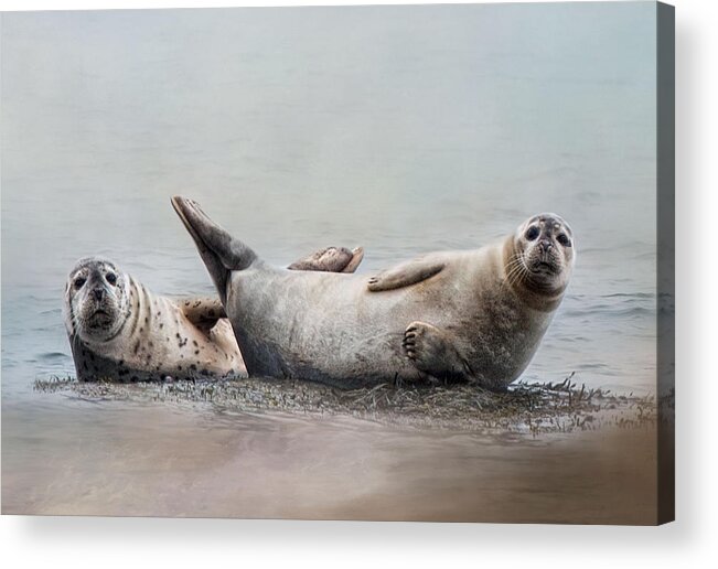 Seals Acrylic Print featuring the photograph Two's Company #2 by Robin-Lee Vieira