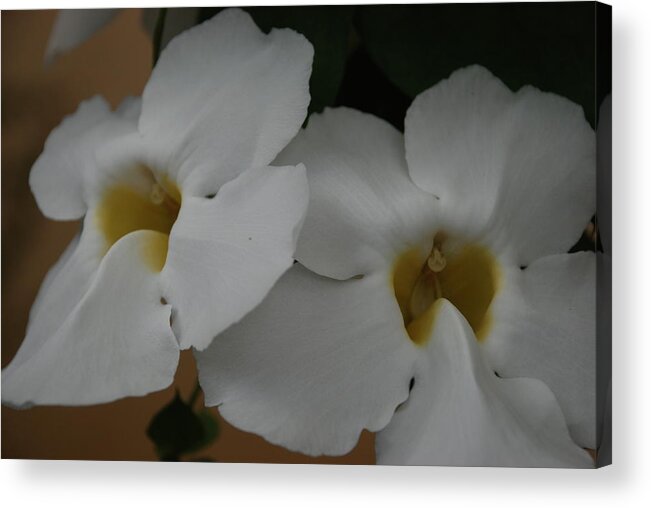 Macro Acrylic Print featuring the photograph White Orchids #1 by Rob Hans