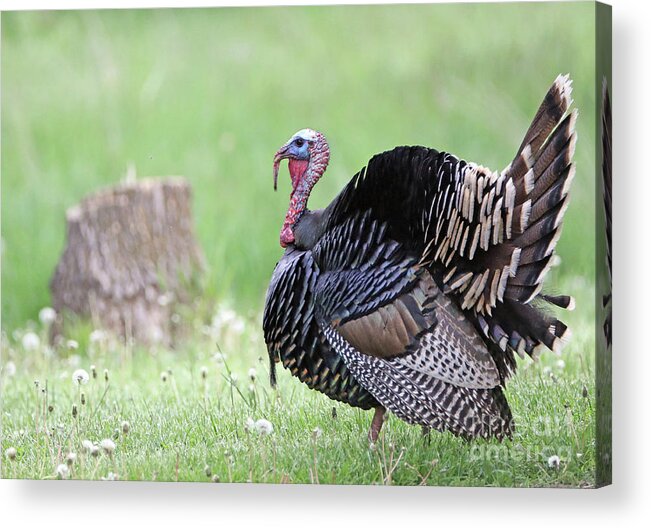 Wild Turkey Acrylic Print featuring the photograph Wild Turkey #1 by Elizabeth Winter