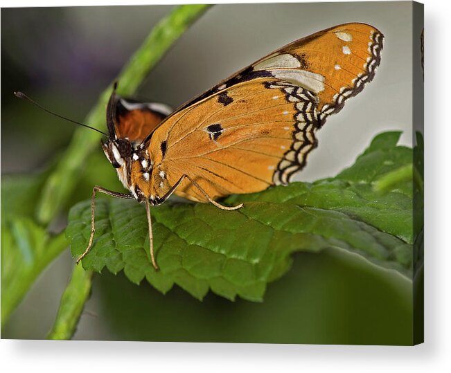Plain Tiger Butterfly Acrylic Print featuring the photograph Plain Tiger Butterfly #2 by JT Lewis