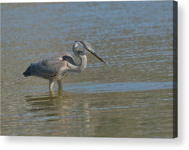 Great Blue Heron Acrylic Print featuring the photograph Striking Distance #2 by Fraida Gutovich