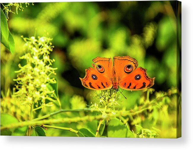 Spring Acrylic Print featuring the photograph Butterfly and flower closeup #20 by Carl Ning