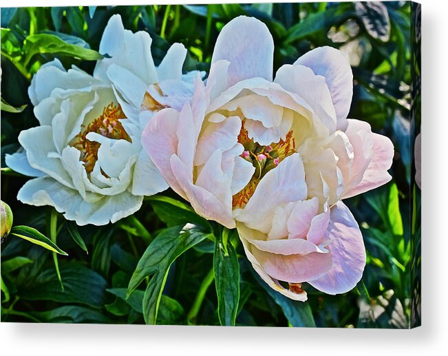 Peonies Acrylic Print featuring the photograph 2015 Summer's Eve at the Garden White Peony Duo by Janis Senungetuk