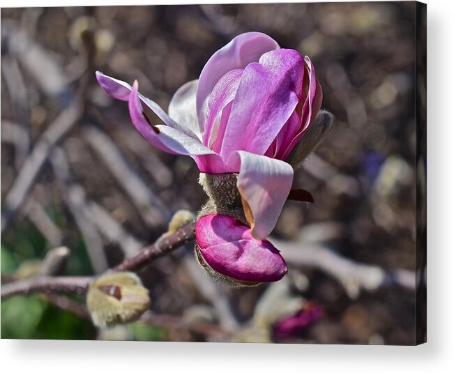 Magnolia Acrylic Print featuring the photograph 2016 Early Spring Loebner Magnolia 2 by Janis Senungetuk
