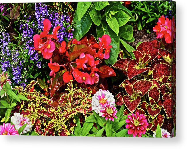 Begonia Acrylic Print featuring the photograph 2017 Mid July at the Gardens Begonia and Coleus by Janis Senungetuk