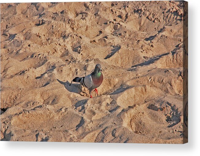Pigeon Acrylic Print featuring the photograph 24- Pigeon Beach by Joseph Keane