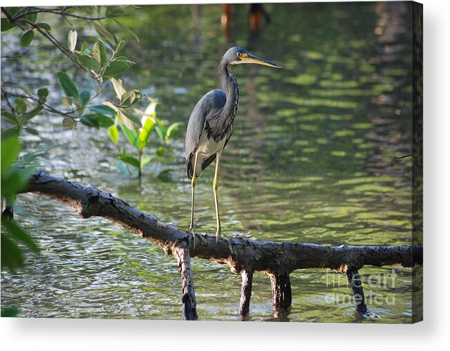  Acrylic Print featuring the photograph 26- Tri-Colored Heron by Joseph Keane