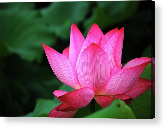 Lotus Acrylic Print featuring the photograph Blossoming lotus flower closeup #28 by Carl Ning