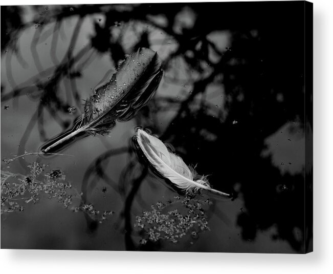 Feathers Acrylic Print featuring the photograph On the Surface - bw by Marilyn Wilson