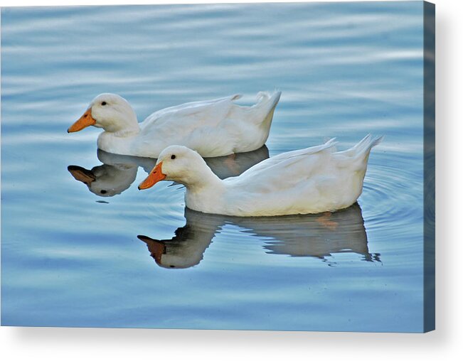 Ducks Acrylic Print featuring the photograph 3- Ducks by Joseph Keane