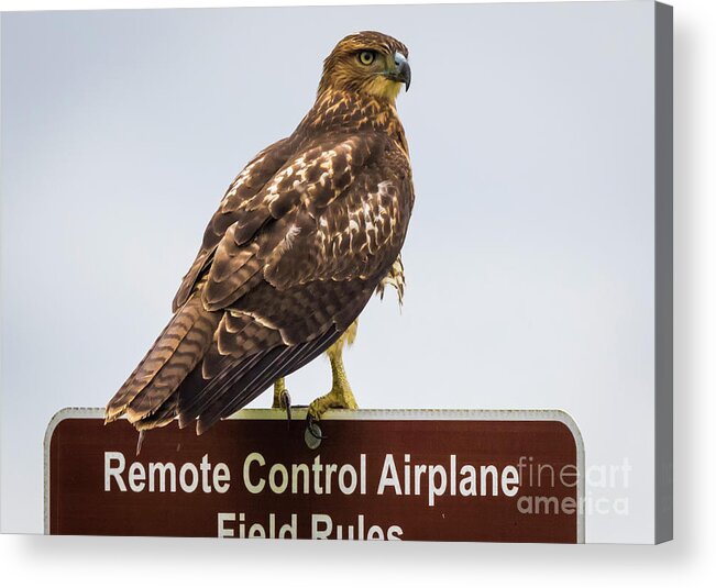 Canon Acrylic Print featuring the photograph Juvenile Red-Tailed Hawk #3 by Ricky L Jones