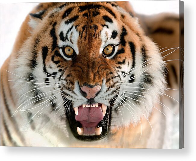 Tiger Acrylic Print featuring the photograph Tiger #3 by Jackie Russo