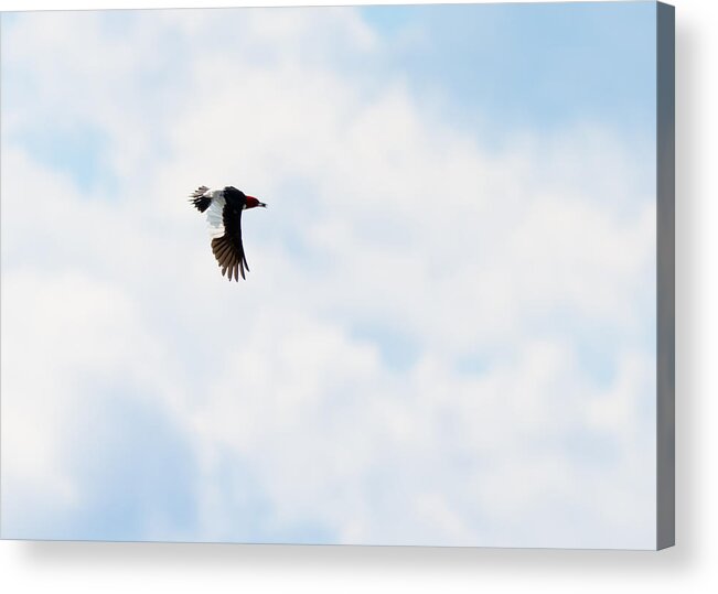 Red-headed Woodpecker Acrylic Print featuring the photograph Red-Headed Woodpecker by Holden The Moment