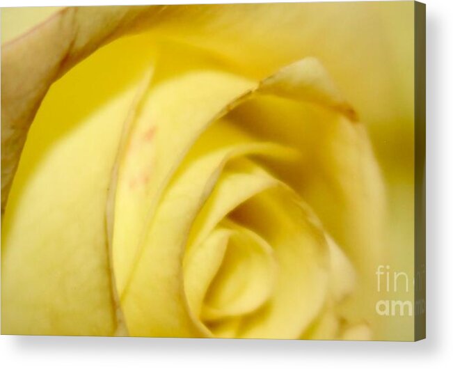 Yellow Rose Acrylic Print featuring the photograph Rose by Deena Withycombe