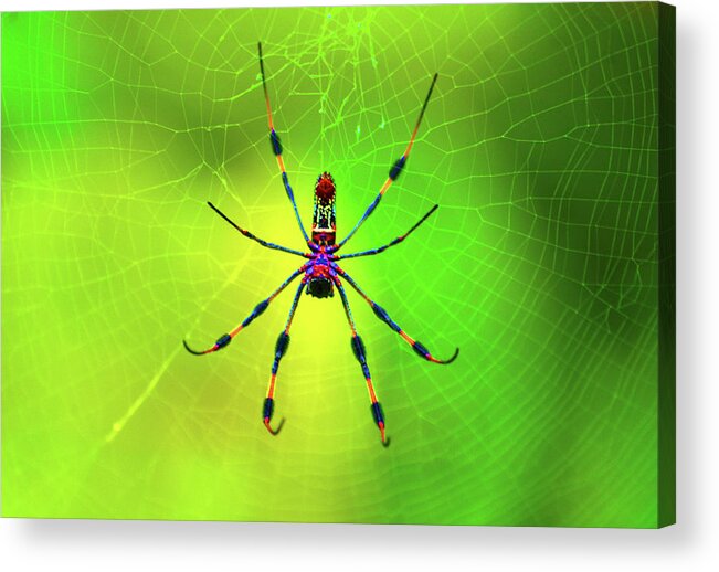 Banana Spider Acrylic Print featuring the digital art 42- Come Closer by Joseph Keane