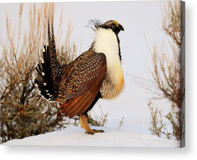 Bird Acrylic Print featuring the photograph Sage Grouse #5 by Dennis Hammer
