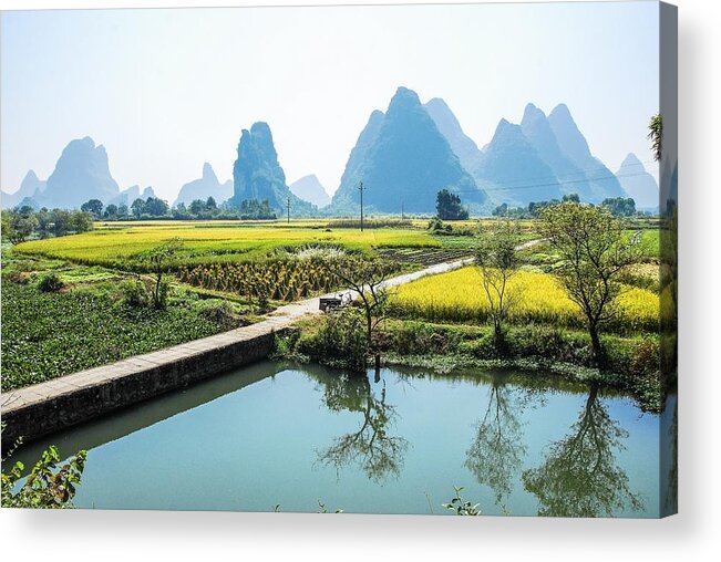 Rice Acrylic Print featuring the photograph Rice fields scenery in autumn #63 by Carl Ning
