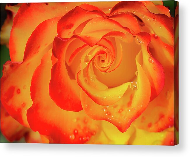 Nature Acrylic Print featuring the photograph Rose Beauty #7 by Shirley Mitchell