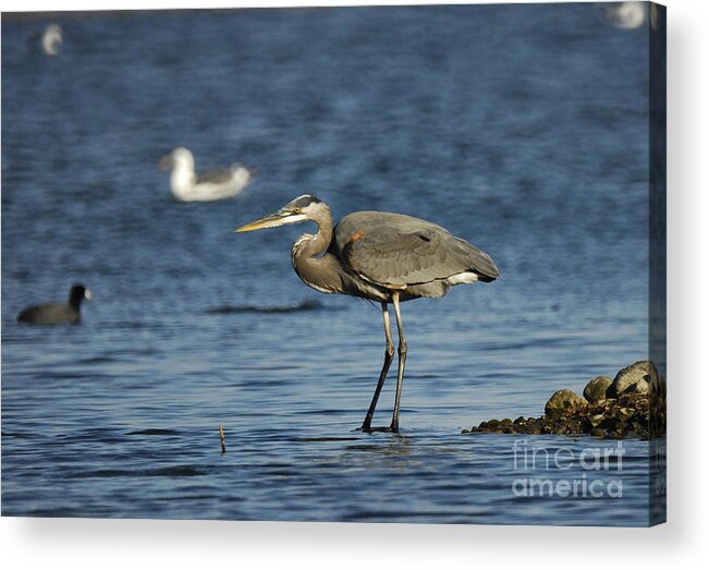 Blue Heron Acrylic Print featuring the photograph Blue Heron #8 by Marc Bittan