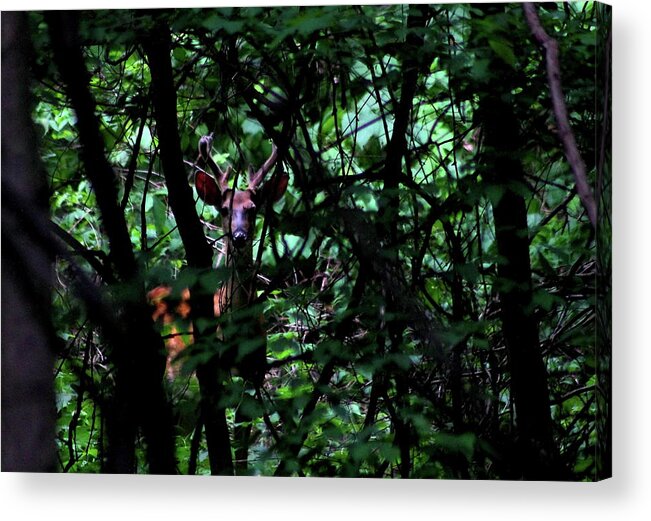 Bucks Acrylic Print featuring the photograph A Buck Peers from the Woods by Bruce Patrick Smith