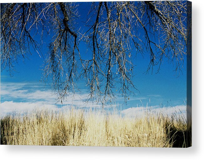 Nature Acrylic Print featuring the photograph A Comfortable Place by Ric Bascobert