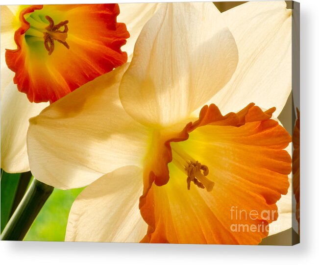 Oregon Acrylic Print featuring the photograph A Full Frame Of Daffy's by Nick Boren