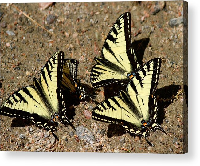 Papilio Canadensis Acrylic Print featuring the photograph A Kaleidoscope of Swallowtails by David Pickett