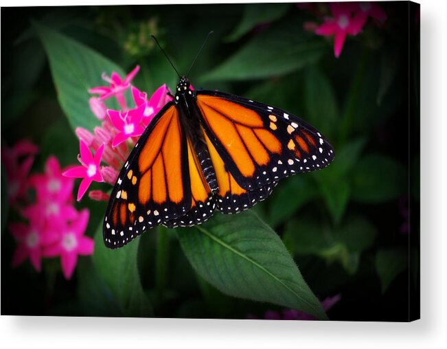 Butterfly Acrylic Print featuring the photograph A Resting Place by Linda Mishler