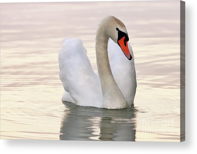  Art Acrylic Print featuring the painting A white swan on the lake by Odon Czintos