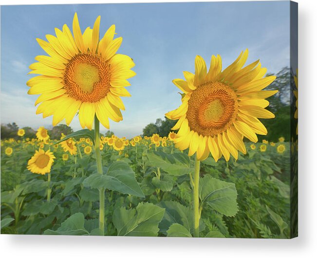 Sunflowers Acrylic Print featuring the photograph Above the Fray by Art Cole