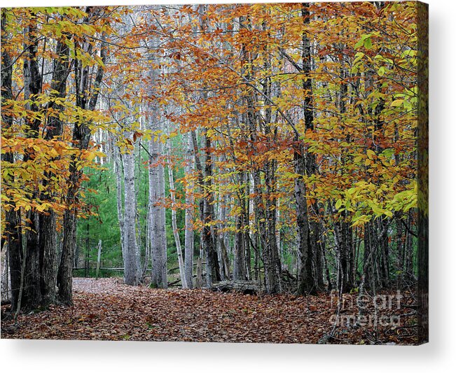 Path Acrylic Print featuring the photograph Autumn in Acadia National Park by Kevin Shields