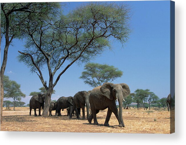 Mp Acrylic Print featuring the photograph African Elephant Loxodonta Africana by Gerry Ellis