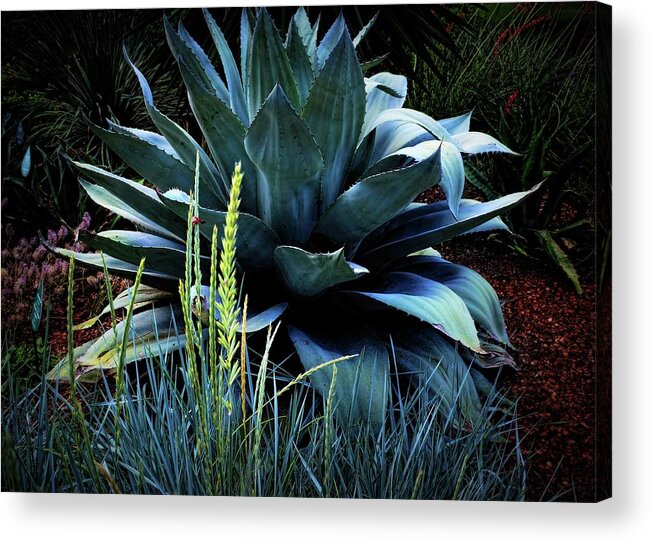  Maguey Plant Acrylic Print featuring the photograph Agave Americana by Diana Mary Sharpton