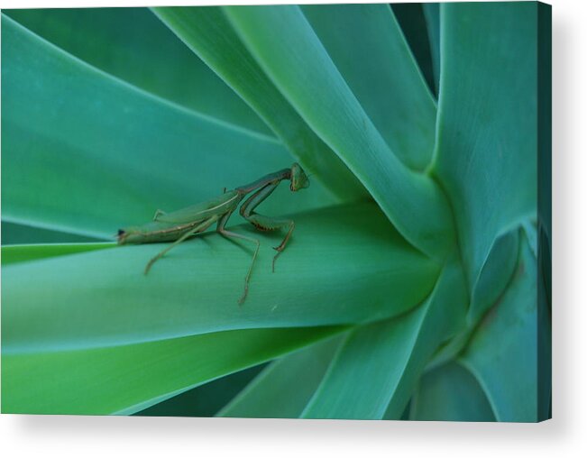 Insect Acrylic Print featuring the photograph Agave Praying Mantis by Cheryl Fecht