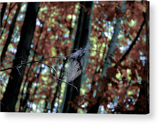 Nature Acrylic Print featuring the photograph All By Myself by Ryan McIntyre