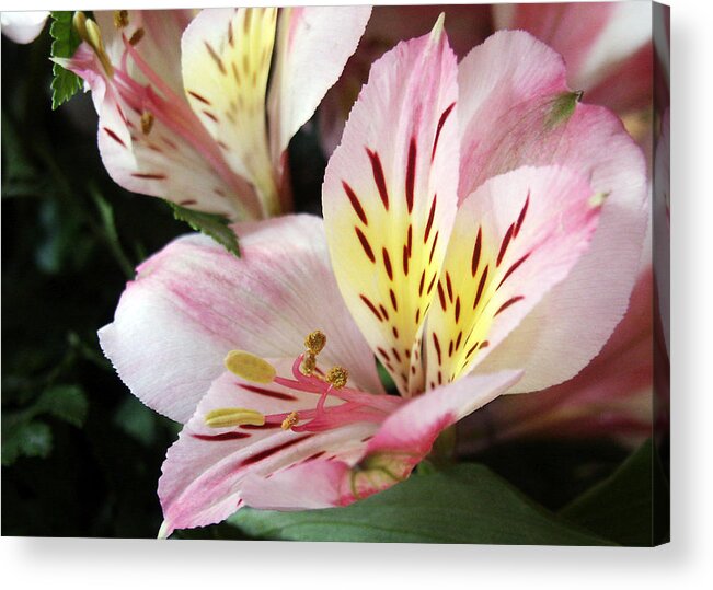 Flower Acrylic Print featuring the photograph Alstromeria Blossom by Sandra Foster