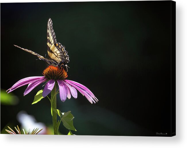  Acrylic Print featuring the photograph Always June by Phil Mancuso