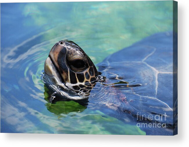 Turtle Acrylic Print featuring the photograph Amazing Close Up of a Sea Turtle Swimming by DejaVu Designs