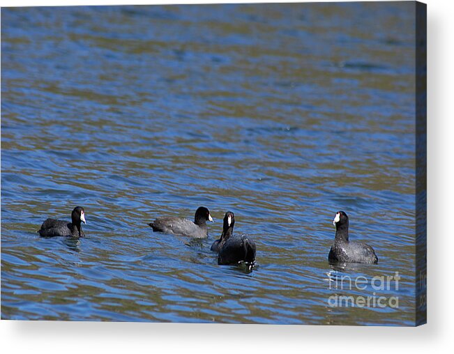 American Coots Acrylic Print featuring the photograph American Coots 20120405_216a by Tina Hopkins
