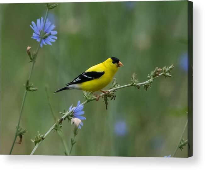 American Goldfinch Acrylic Print featuring the photograph American Goldfinch   by Holden The Moment