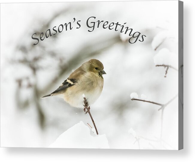 American Goldfinch Acrylic Print featuring the photograph American Goldfinch - Season's Greetings by Holden The Moment