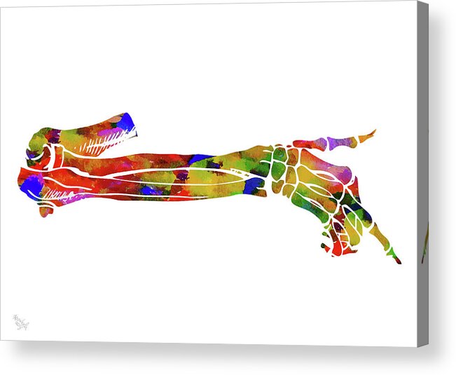 Anatomy Acrylic Print featuring the mixed media Anatomical Arm by Ann Leech