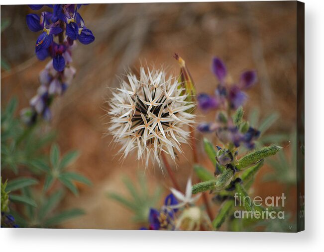 Fine Art Acrylic Print featuring the photograph Another White Flower by Donna Greene