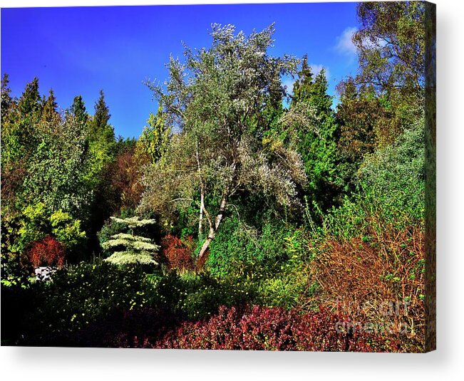 Autumn Colors Acrylic Print featuring the photograph Arboretum Autumn Colors by Martyn Arnold