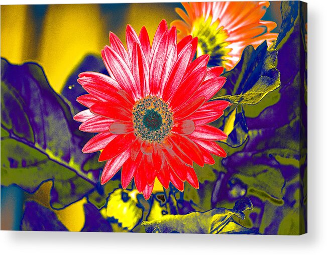 Artistic Acrylic Print featuring the photograph Artistic Bloom - PLA227 by Gordon Sarti